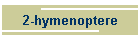 2-hymenoptere