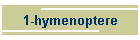 1-hymenoptere