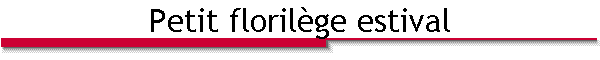 Petit floril�ge estival